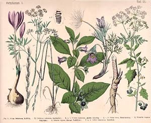 7 Darstellungen auf einem Blatt (1. Atropa Belladonna, Tollkirsche. 2. Colchicum autumnale, Herbs...