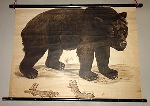 Brauner Bär. (Ursus arctos) und sein Fußskelett. (= Engleders Wandtafeln für den naturkundlichen ...