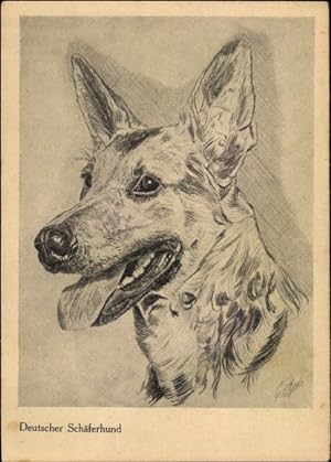 Künstler Ansichtskarte / Postkarte Deutscher Schäferhund, Hundeportrait
