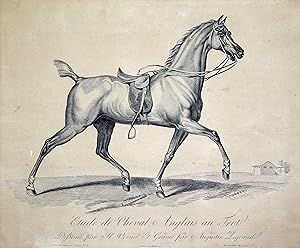 Etude de Cheval o Anglais au Trot. - Ein gesatteltes Pferd im Trab.