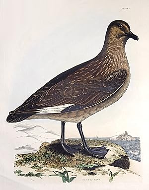 Common Skua.