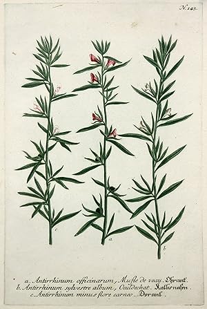 a. Antirrhinum officinarum, Mufle de veau. Ohrant. b. Antirrhinum sylvestre album, Oeuldechat. Ka...