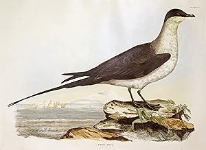 Artic Skua.