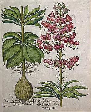 Lilium Montanumme xinium polyanthos variegatum. - I. Lilium Martagon - Vielblütige, gefleclkte Tü...