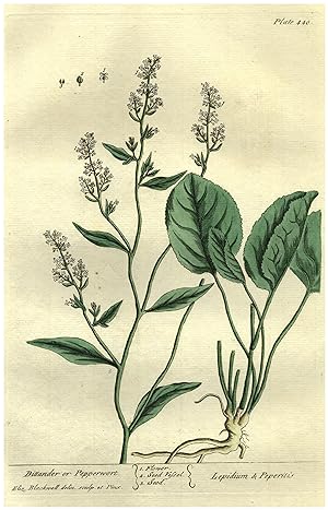 Dittander or Pepperwort - Lepidium & Peperitis.