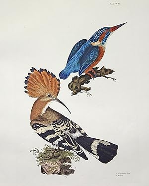 Kingfisher Male - Hoopoe.