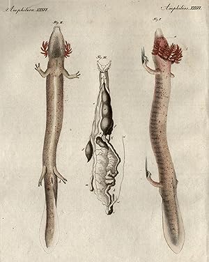 Der schlangenartige Proteus. (Proteus anguinus).