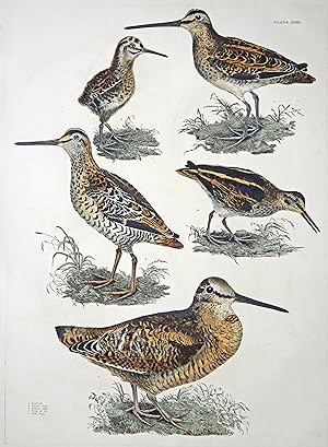 1. Woodcock 2. Solitary Snipe 3. Common Snipe 4. Young of Do 5: Jack Snipe - Schnepfe - Einsiedle...