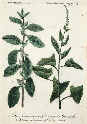 Guter Heinrich. "Amaranthus viridis - Chenopodium Bonus Henricus.".