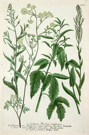 a. Sesamum Persicum trifoliatum, b. Sesamum seu Myagrum majus sativum, Ingoline, Leindotter. c. S...