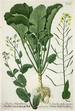 Brassica Neapolitana, Broccoli di Napoli, Spargel-Kohl. b. Brassisa tuberosa, napobrassica, Rüben...
