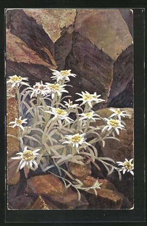 Immagine del venditore per Knstler-Ansichtskarte Photochromie Nr. 1222: Leontopodium alpinum, Alpenflora venduto da Bartko-Reher