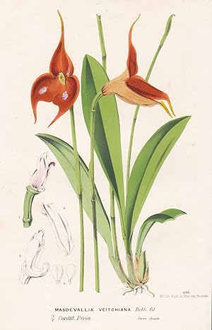 Seller image for Masdevallia Veitchiana" - Peru Blume flower flowers Blume Botanik botanical botany for sale by Antiquariat Steffen Vlkel GmbH