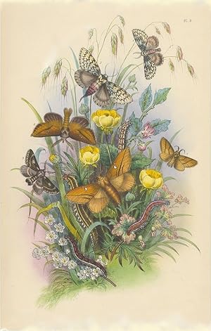 Imagen del vendedor de The Genera of British Moths. Plate IX. a la venta por Robert Frew Ltd. ABA ILAB