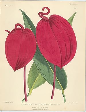 Anthurium Scherzerianum Hendersionii [Flamingo Flower].
