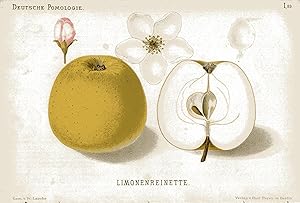 Bild des Verkufers fr Limonenreinette. Original-Chromolithografie zum Verkauf von Antiquariat Kastanienhof