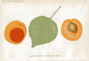 Bild des Verkufers fr Apricose von Breda. Original-Chromolithografie zum Verkauf von Antiquariat Kastanienhof