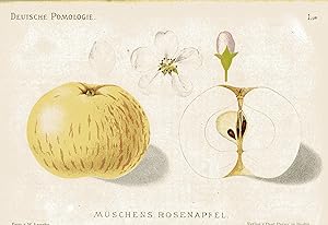 Bild des Verkufers fr Mschen's Rosenapfel. Original-Chromolithografie zum Verkauf von Antiquariat Kastanienhof