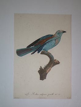 Seller image for Le Rollier vulgaire, femelle. N 33 from Franois Levaillant, Histoire naturelle des oiseaux de paradis. First edition. for sale by Wittenborn Art Books