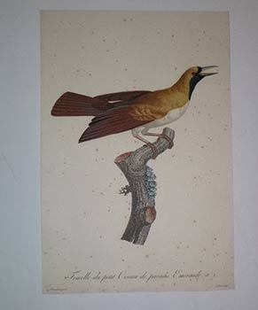 Seller image for Femelle du petit Oiseau de paradis Emeraude. N 5 from Franois Levaillant, Histoire naturelle des oiseaux de paradis. First edition. for sale by Wittenborn Art Books