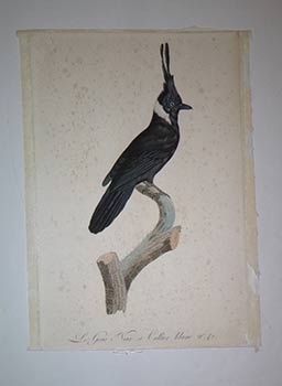 Seller image for Le Geai Noir  Collier blanc. N 42 from Franois Levaillant, Histoire naturelle des oiseaux de paradis. First edition. for sale by Wittenborn Art Books