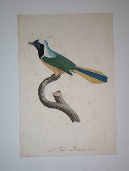 Seller image for Le Geai Peruvien. N 46 from Franois Levaillant, Histoire naturelle des oiseaux de paradis. First edition. for sale by Wittenborn Art Books