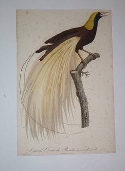 Seller image for Le grand Oiseau de Paradis, meraude, mle. N 1 from Franois Levaillant, Histoire naturelle des oiseaux de paradis. First edition. for sale by Wittenborn Art Books
