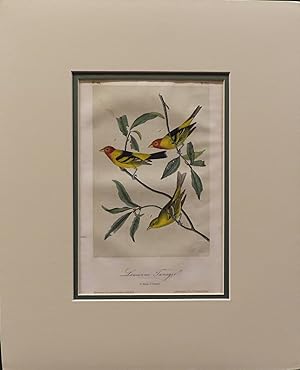 Louisiana Tanager. 1. Males, 2. Female. Plate 210 from "Birds of America."