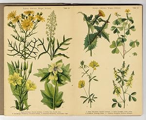 Image du vendeur pour Sommer-und Herbst-Blumen. Bildatlas Mit erlterndem Text von H. Schuhmacher. mis en vente par Libreria Oreste Gozzini snc