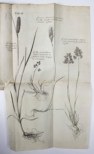 Agrostographia, sive, graminum, juncorum, cyperorum, cyperoidum iisque affinium historia