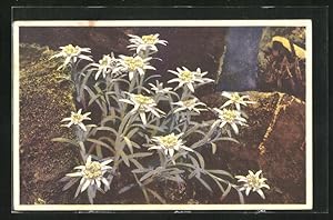 Immagine del venditore per Knstler-Ansichtskarte Photochromie Nr. 1222: Leontopodium alpinum, Edelweiss venduto da Bartko-Reher