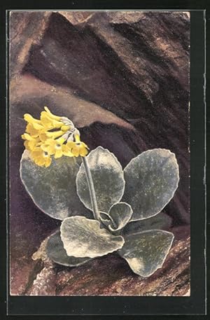 Bild des Verkufers fr Knstler-Ansichtskarte Photochromie Nr. 1203: Primula auricula zum Verkauf von Bartko-Reher