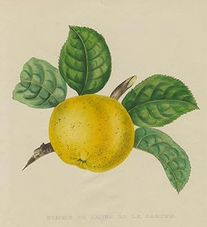 Apfel (Malus), Kernobstgewächse , Apfel (Malus). - "Pomme de Jaune de la Sarthe".