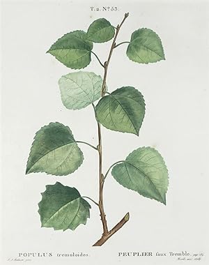 Amerikanische Zitterpappel, Amerikanische Espe, Populus tremuloides, Pierre-Joseph Redouté, Ameri...