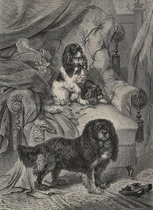 King Charles Spaniel, Hunde , King Charles Spaniel. - Hunde. - "King-Charleshunde".