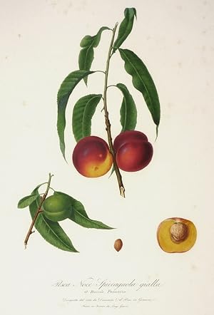 Pfirsich (Prunus persica) , Pfirsich (Prunus persica). - "Pesca Noce Spiccagnola gialla".