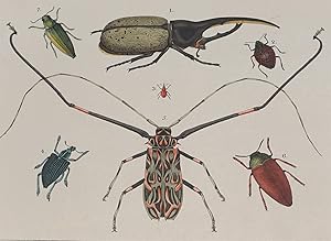 Insekten, HerkuleskÃ¤fer, Harlekinbock, Friedrich Philipp Wilmsen, Insekten. - Friedrich Philipp ...