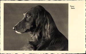 Bild des Verkufers fr Ansichtskarte / Postkarte Treue Seele, Hundeportrait zum Verkauf von akpool GmbH