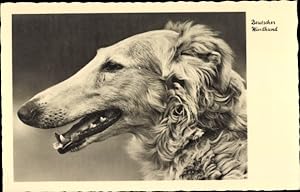 Ansichtskarte / Postkarte Deutscher Windhund, Hundeportrait