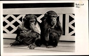 Ansichtskarte / Postkarte Babu und Suse, Schimpansen auf einer Bank