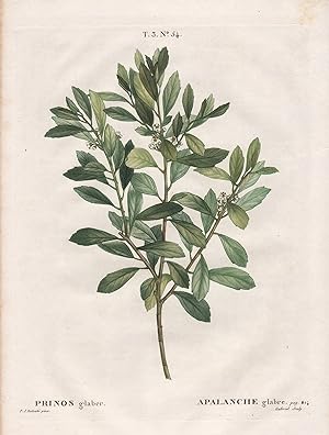 "Prinos glaber." - Kahle Winterbeere Appalachian tea dye-leaves North America Nordamerika Botanik...