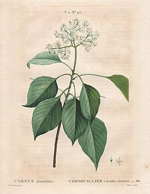"Cornus alternifolia." - Wechselblättriger Hartriegel flowers Botanik botany