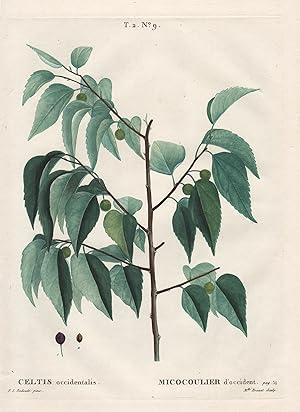 "Celtis occidentalis" - Amerikanischer Zürgelbaum hackberry Botanik botany