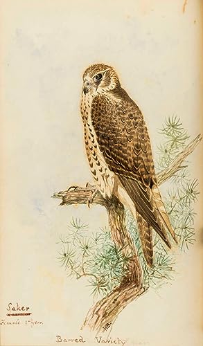 Bild des Verkufers fr Falconry in the British Isles.London, John van Voorst, 1873. 4to. With 3 additional original watercolours by the illustrator, William Brodrick, highlighted with gum arabic. And with 28 hand-coloured lithographed plates after William Brodrick, some highlighted with gum arabic. Contemporary half green morocco, gold-tooled spine. zum Verkauf von Antiquariaat FORUM BV