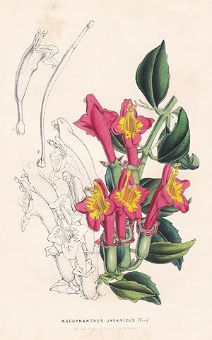 Seller image for "Aeschynanthus Javanicus" - Java Blume flower flowers Blume Botanik botanical botany for sale by Antiquariat Steffen Vlkel GmbH