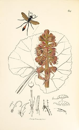 British entomology; being illustrations and descriptions of the genera of insects found in Great ...