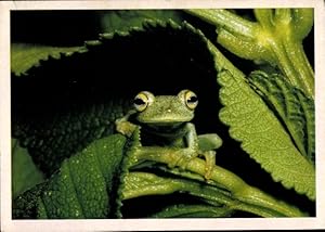 Ansichtskarte / Postkarte Grüner Frosch unter einem Blatt