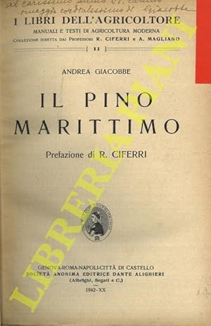 Il pino marittimo.