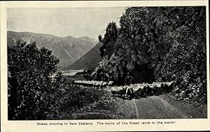 Bild des Verkufers fr Ansichtskarte / Postkarte Neuseeland, Sheep droving in New Zeland. zum Verkauf von akpool GmbH