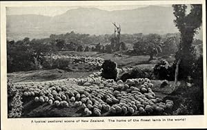 Bild des Verkufers fr Ansichtskarte / Postkarte Neuseeland, A typical pastoral scene of New Zealand, The home of the finest lamb in the world zum Verkauf von akpool GmbH